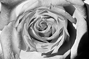 Black and white, beautiful, delicate rose petals