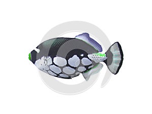 black and white beautiful exotic tropical sea fish and snapper fish on white