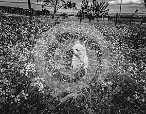 Black and white beautiful small chihuahua it the park in Portugal