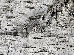Black-white beautiful texture of birch bark close-up.