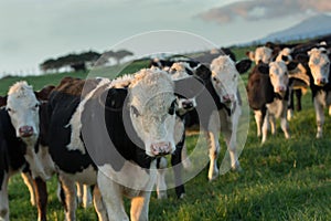 Black and white beef cattle in the late afternoon on a farm near