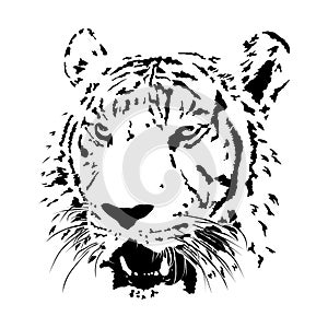 Black and white bengal tiger, isolated animal face vector