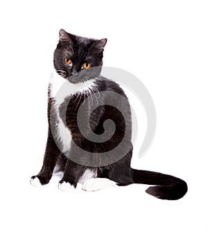 Black and white bicolor color scottish cat black and white bicolor color sitting on a white background