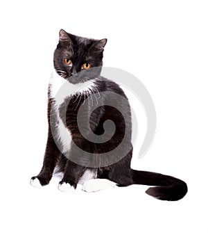 Black and white bicolor color scottish cat black and white bicolor color sitting on a white background photo