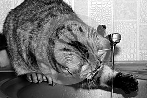 Black and white big cat drinks tap water in the kitchen. Exot gray cat plays with water