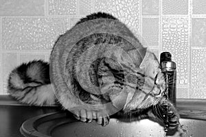Black white big cat drinks tap water in the kitchen. Exot gray cat plays with water