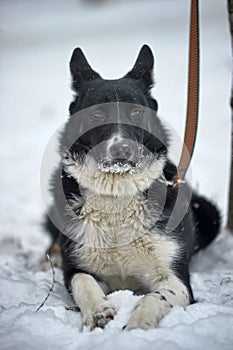 Black and white big dog mongrel on a winter background