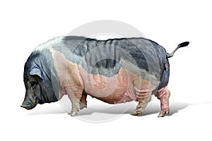 Black white big fat pet pig over white background