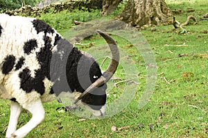 Black and white big horned sheep