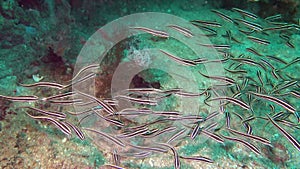 Black and white big school of swimming catfish. Scuba diving with swimming striped eel catfish. School of fish swimming