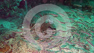 Black and white big school of swimming catfish. Scuba diving with swimming striped eel catfish. School of fish swimming