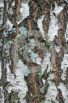 Black and white birch bark close-up. Old cracked wood bark texture. Tree trunk.