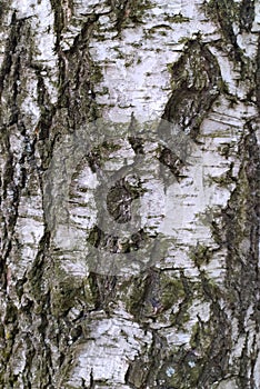 Black and white birch bark close-up. Old cracked wood bark texture. Tree trunk.