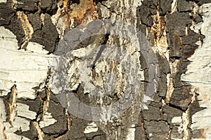 Black and white birch bark close-up. Old cracked wood bark texture. Tree trunk.