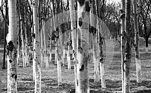 Black and white birch forest