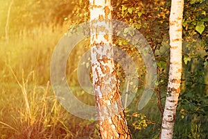 A black and white birch tree trunk in nature in the forest in summer in the warm rays of the setting sun in the golden hour. russi