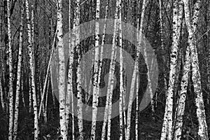 Black and white birch trees grouped together.