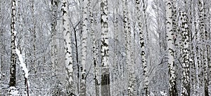 Black and white birch trees in winter on snow