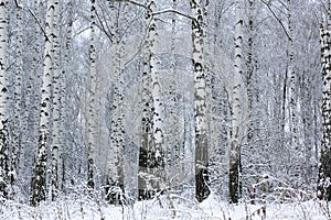 Black and white birch trees in winter on snow