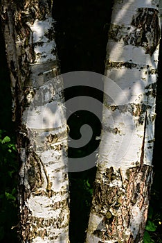 Black and white birch trunk