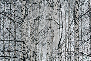 black and white birches in birch grove, beautiful winter landscape, wood texture