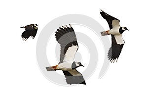 Black and white bird flying isolated on white background