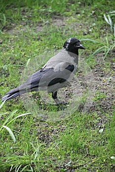 Black and white bird on a grass