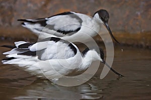 Black and white bird with a long beak sandpiper Pied avocet in water