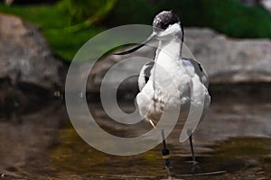 Black and white bird with a long beak sandpiper Pied avocet in water on the background of green