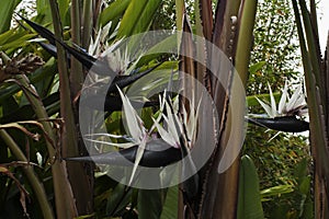 Black and White Bird Of Paradise