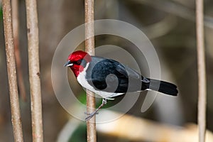 Black and white bird with red head perched on a vine