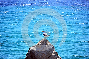 Black and white bird on a rock in the middle of the sea