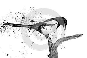 Black and white bird and spray paint