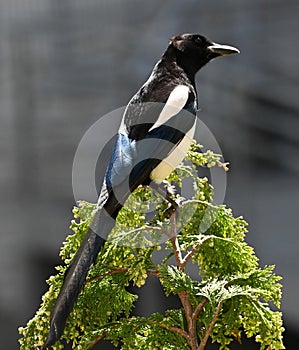 Black and white bird on a tree branch