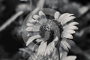 Black and White Blanket Flower