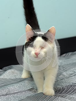 Black and white blind cat