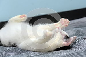 Black and white blind cat