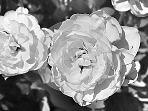 Black and white  blossom flowers