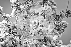 Black and white blossom tree, infrared photography