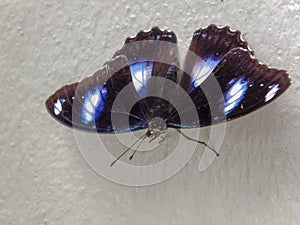 A black, white and blue butterfly on a house wall