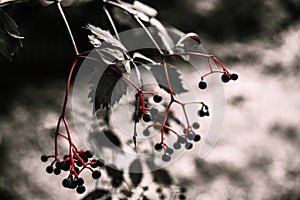 Black and white blue cherrys with red stems