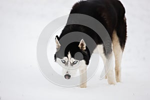 Black-and-white blue-eyed husky stands in the snow and looks.