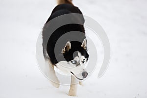 Black-and-white blue-eyed husky stands in the snow and looks.