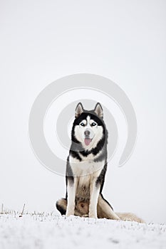 Black and white blue-eyed Siberian husky sit in the snow.