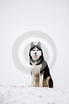 Black and white blue-eyed Siberian husky sit in the snow.