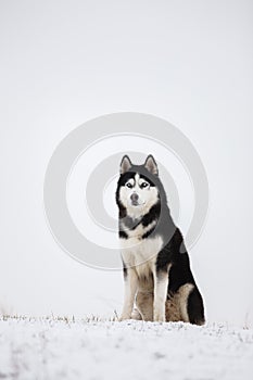 Black and white blue-eyed Siberian husky sit in the snow.