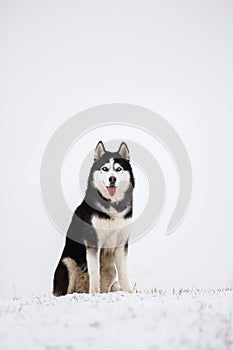 Black and white blue-eyed Siberian husky sit in the snow. Portrait of a dog on a natural background.