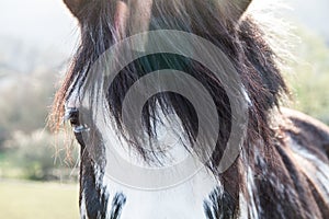 Black and White Blue Eyes Horse on a Sunny Summer Day with Chromatic Aberration