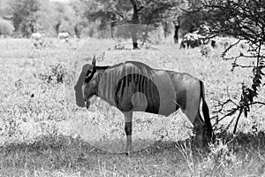 Black and white Blue wildebeest Connochaetes taurinus in the plain