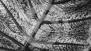 Black and white bokeh macro abstract background. Spotted betel leaves,